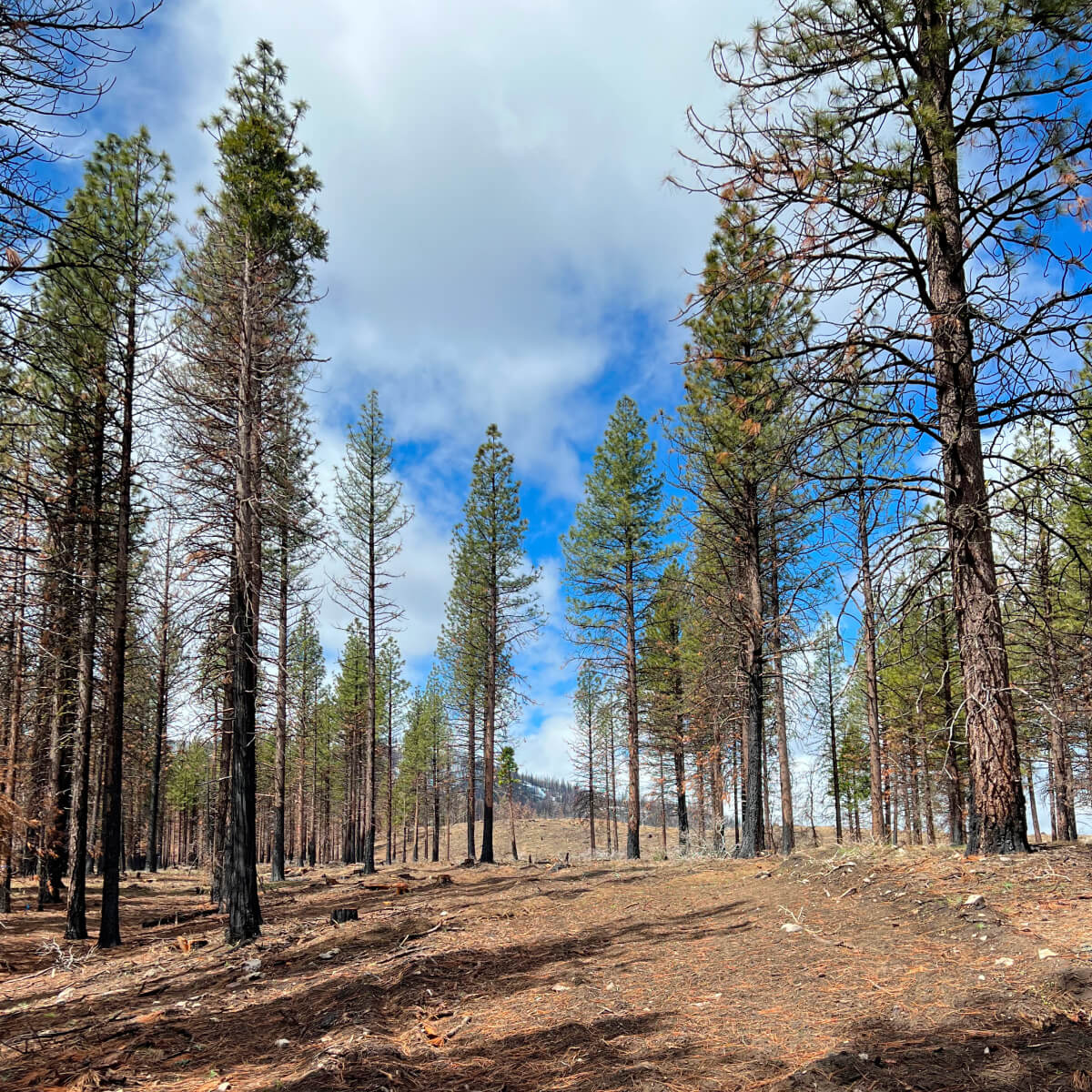 Restoring Forests After Wildfires In California L Occitane Foundation